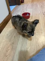 AKC Chiko, a male Chihuahua for sale in Hampton Beach, NH – Photo 3 of 5