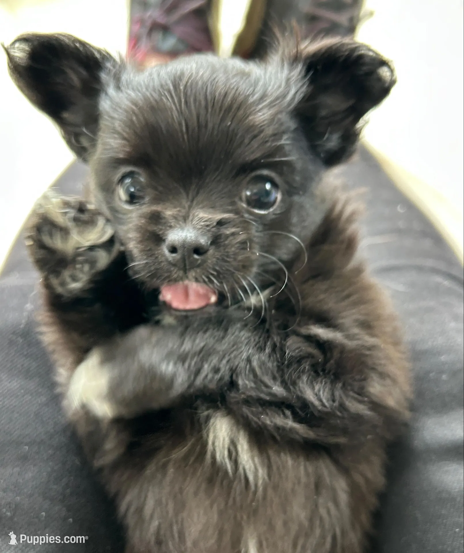 AKC Vinnie, a male Chihuahua for sale in Hampton Beach, NH – Photo 3 of 7