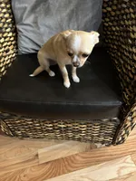 AKC Sophie, a female Chihuahua for sale in Hampton Beach, NH – 6 of 8