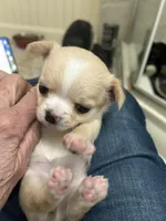 Sherry, a female Chihuahua for sale in Hampton Beach, NH – Photo 3 of 4