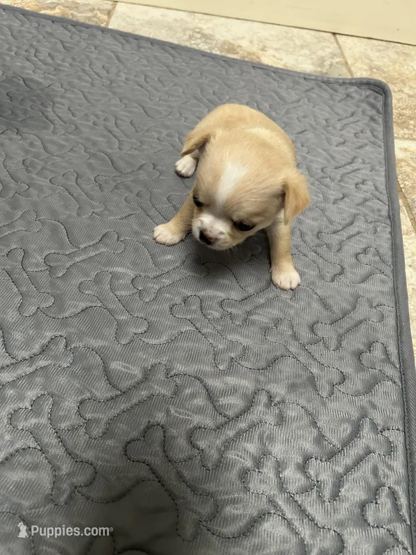 Sherry – Chihuahua puppy for sale in Hampton Beach, NH