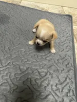 Sherry, a female Chihuahua for sale in Hampton Beach, NH – Photo 1 of 4