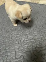 Sherry, a female Chihuahua for sale in Hampton Beach, NH – Photo 4 of 4