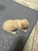 Sherry, a female Chihuahua for sale in Hampton Beach, NH – Photo 2 of 4