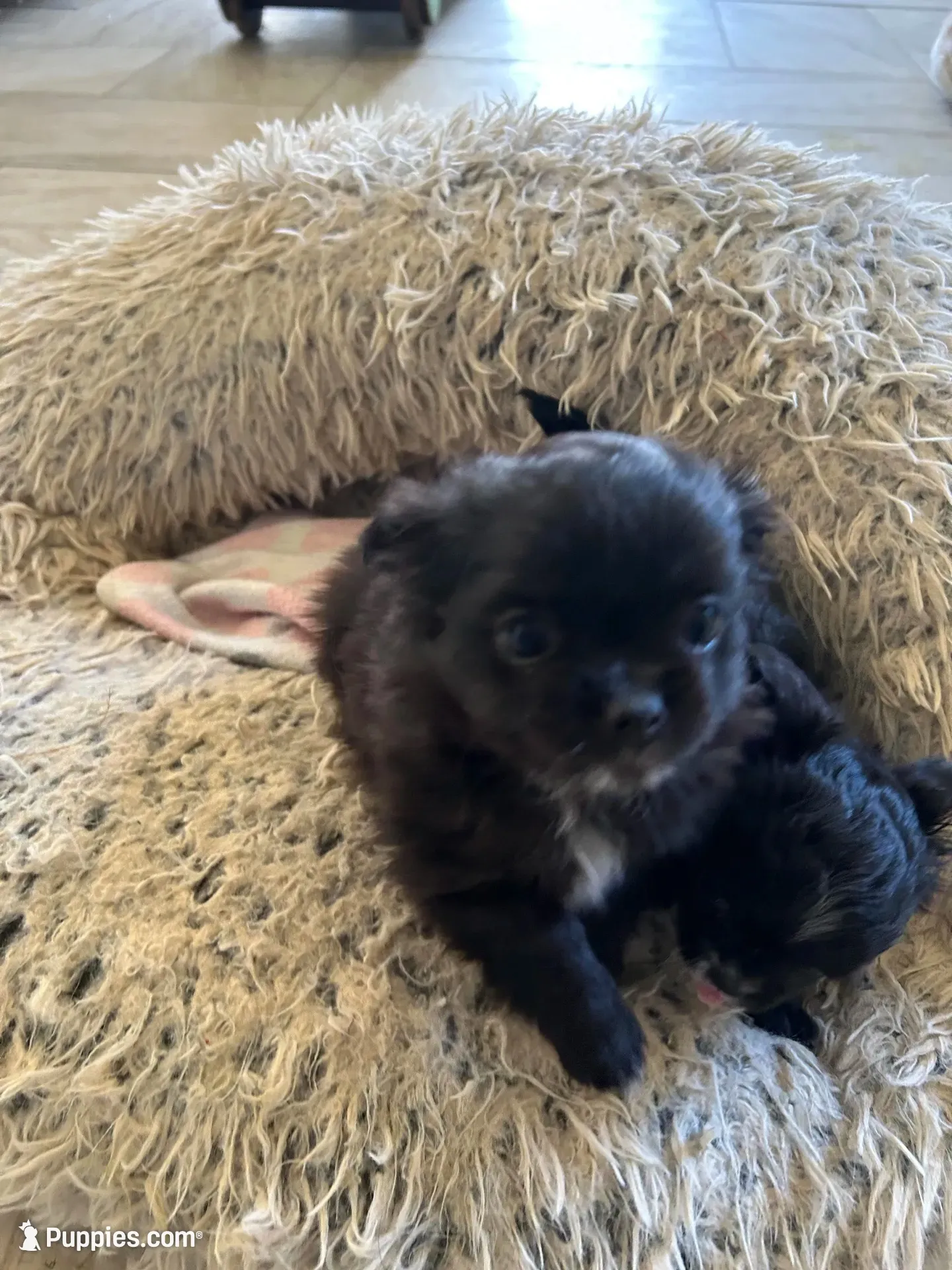 AKC Vinnie, a male Chihuahua for sale in Hampton Beach, NH – 5 of 8