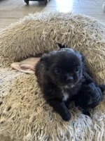 AKC Vinnie, a male Chihuahua for sale in Hampton Beach, NH – Photo 6 of 7