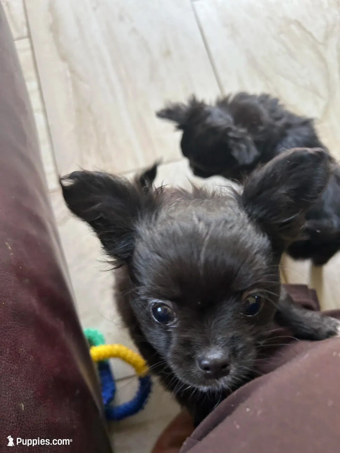 AKC Vinnie, a male Chihuahua for sale in Hampton Beach, NH – 2 of 8
