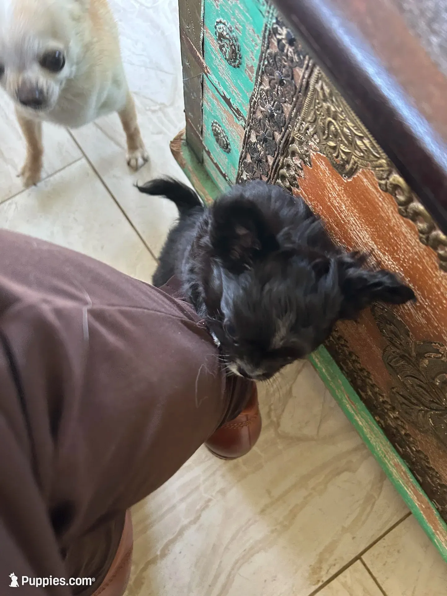 AKC Vinnie, a male Chihuahua for sale in Hampton Beach, NH – 3 of 8