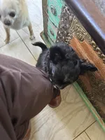 AKC Vinnie, a male Chihuahua for sale in Hampton Beach, NH – Photo 2 of 9