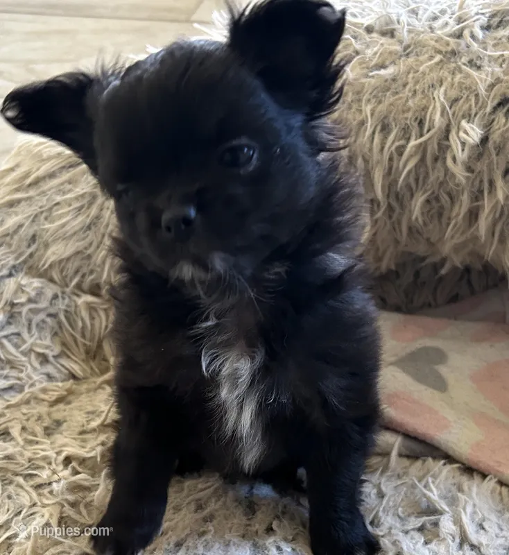 AKC Vinnie, a male Chihuahua for sale in Hampton Beach, NH – Photo 1 of 7