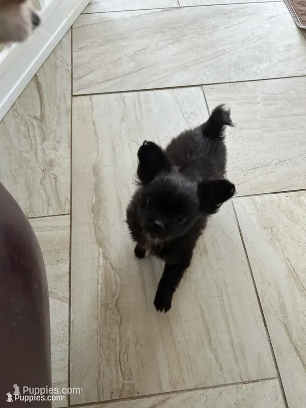 AKC Vinnie – Chihuahua puppy for sale in Hampton Beach, NH