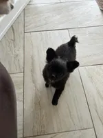 AKC Vinnie, a male Chihuahua for sale in Hampton Beach, NH – Photo 8 of 9