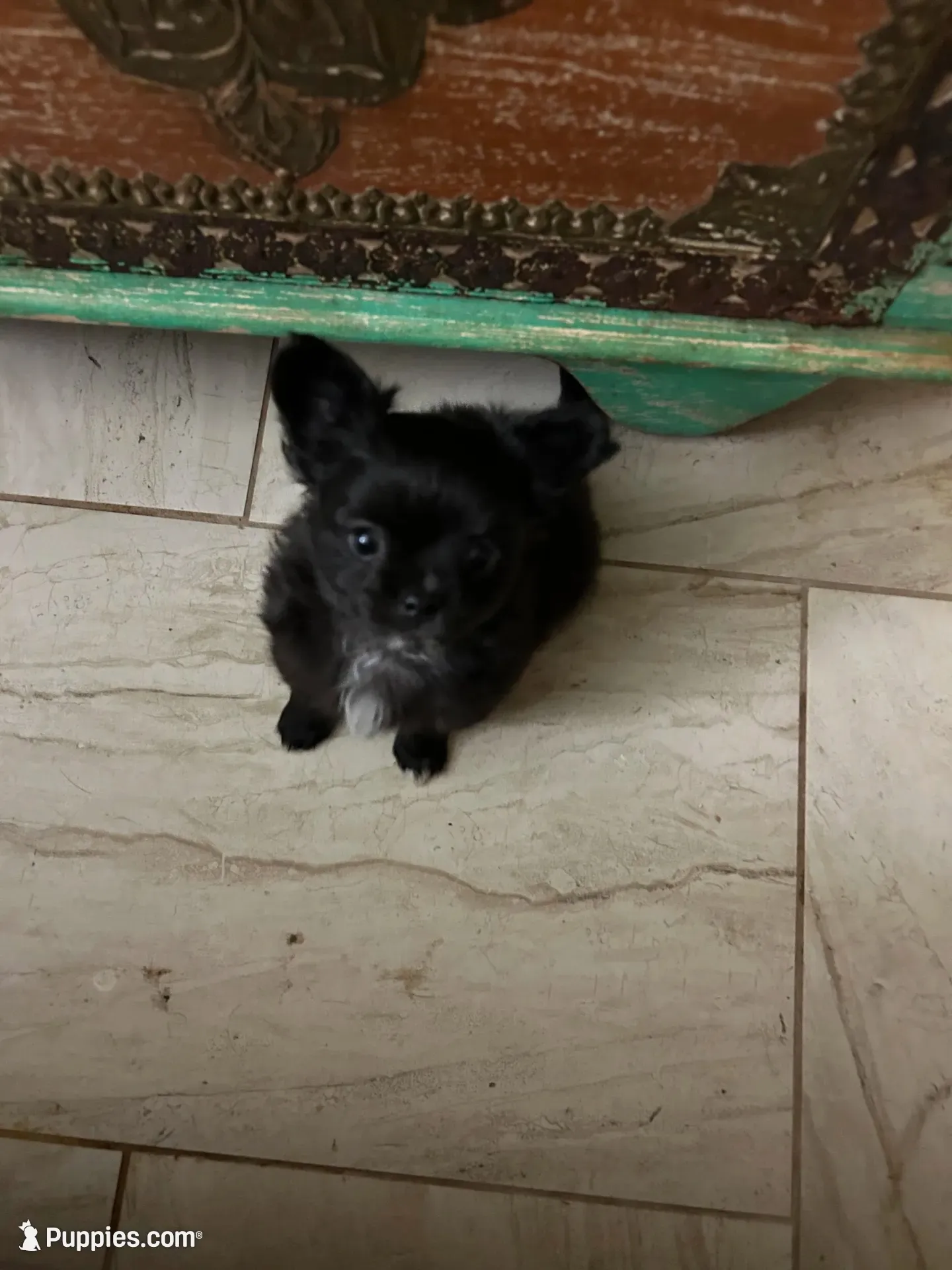 AKC Vinnie, a male Chihuahua for sale in Hampton Beach, NH – 4 of 8