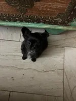 AKC Vinnie, a male Chihuahua for sale in Hampton Beach, NH – Photo 5 of 7