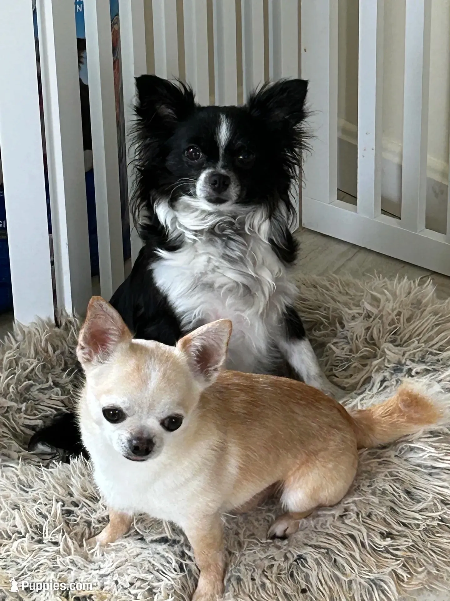 AKC Vinnie, a male Chihuahua for sale in Hampton Beach, NH – 8 of 8