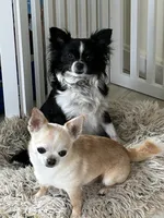 AKC Vinnie, a male Chihuahua for sale in Hampton Beach, NH – Photo 2 of 7