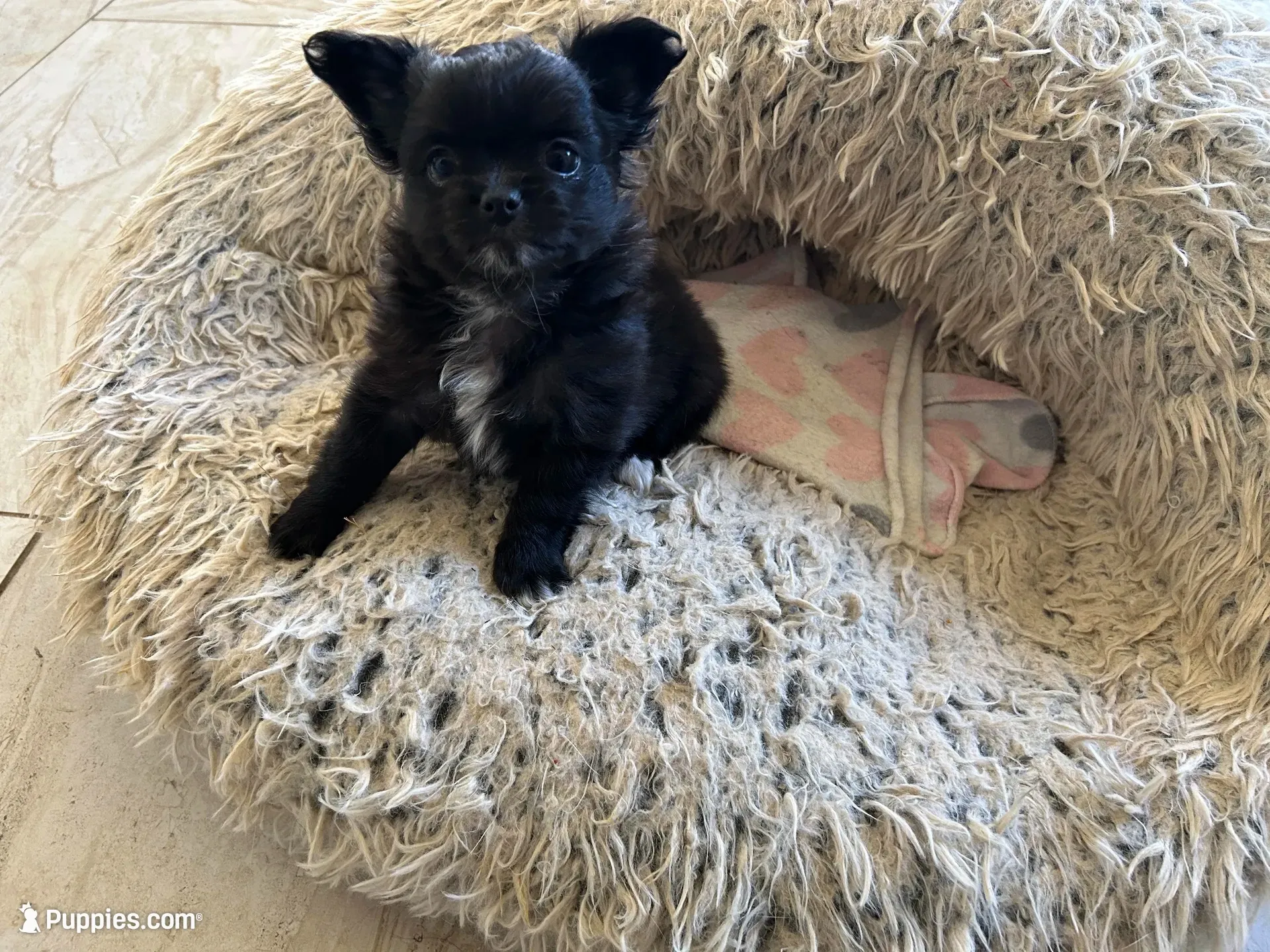 AKC Vinnie, a male Chihuahua for sale in Hampton Beach, NH – 7 of 8