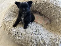 AKC Vinnie, a male Chihuahua for sale in Hampton Beach, NH – Photo 7 of 7