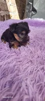 Female 1, a female Yorkshire Terrier for sale in Marbury, AL – 1 of 3