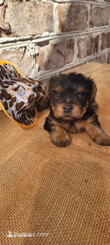 Male 2  – Yorkshire Terrier puppy for sale in Marbury, AL