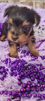 Female 2, a female Yorkshire Terrier for sale in Marbury, AL – 2 of 3