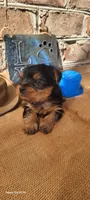 Male 1, a male Yorkshire Terrier for sale in Marbury, AL – 2 of 4