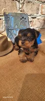 Male 1, a male Yorkshire Terrier for sale in Marbury, AL – 4 of 4