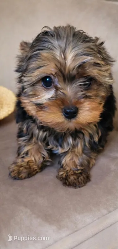 Female puppy 1 – Yorkshire Terrier puppy for sale in Marbury, AL