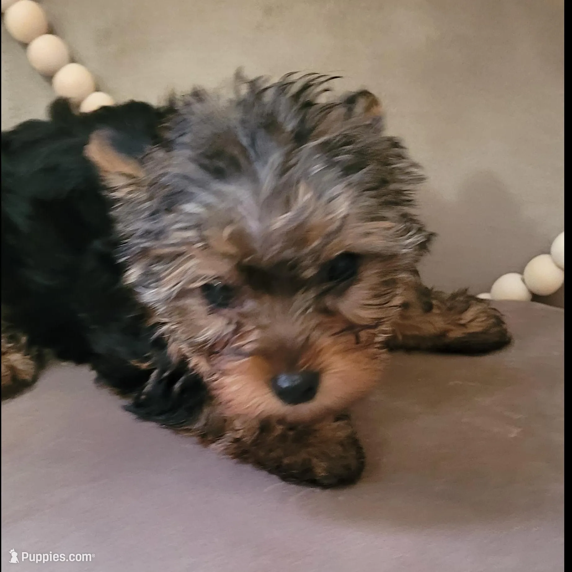 Female puppy 1 – Yorkshire Terrier puppy for sale in Marbury, AL
