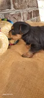 Male 3, a male Yorkshire Terrier for sale in Marbury, AL – 2 of 3