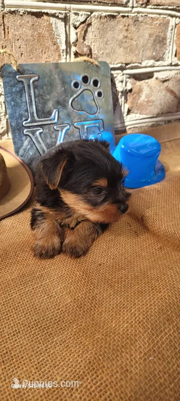 Male 1 – Yorkshire Terrier puppy for sale in Marbury, AL
