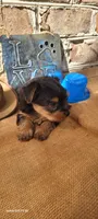 Male 1, a male Yorkshire Terrier for sale in Marbury, AL – 1 of 4
