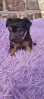 Female 1, a female Yorkshire Terrier for sale in Marbury, AL – 2 of 3