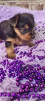 Female 2, a female Yorkshire Terrier for sale in Marbury, AL – 3 of 3