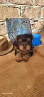 Male 1, a male Yorkshire Terrier for sale in Marbury, AL – 3 of 4