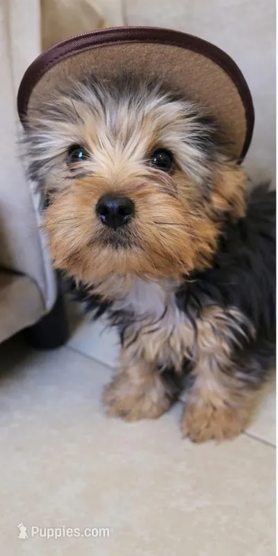 Male1  – Yorkshire Terrier puppy for sale in Marbury, AL