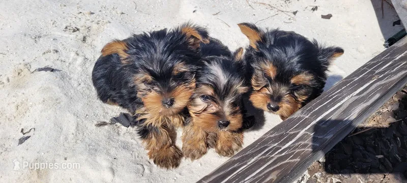 Male1 , a male Yorkshire Terrier for sale in Marbury, AL – Photo 1 of 1