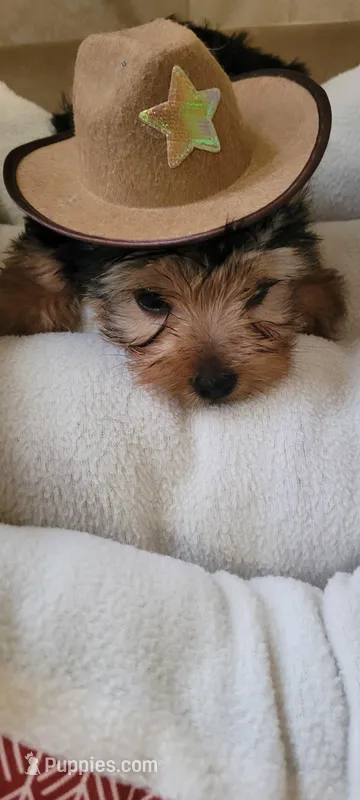 Male1  – Yorkshire Terrier puppy for sale in Marbury, AL