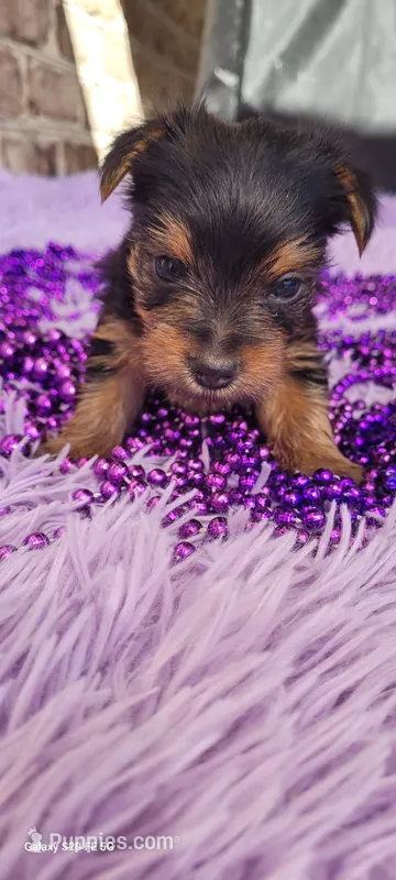 Female 2 – Yorkshire Terrier puppy for sale in Marbury, AL