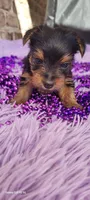 Female 2, a female Yorkshire Terrier for sale in Marbury, AL – 1 of 3