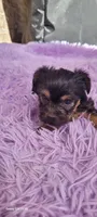 Female 1, a female Yorkshire Terrier for sale in Marbury, AL – 3 of 3