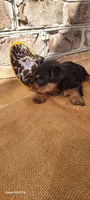 Male 2 , a male Yorkshire Terrier for sale in Marbury, AL – 2 of 2
