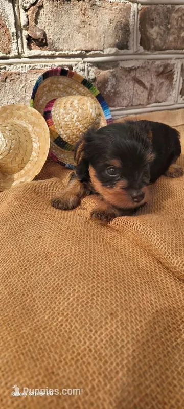 Male 3 – Yorkshire Terrier puppy for sale in Marbury, AL