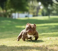 Chapo, a male American Bully for sale in San Francisco, CA – Photo 2 of 4