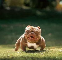 Chapo, a male American Bully for sale in San Francisco, CA – Photo 3 of 4