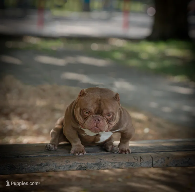 Chapo – American Bully puppy for sale in San Francisco, CA
