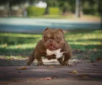 Chapo, a male American Bully for sale in San Francisco, CA – Photo 4 of 4