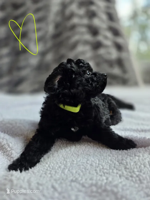 Sunny F1b – Pomapoo, Poodle - Toy  puppy for sale in Cedar Park, TX