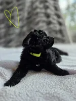 Sunny F1b, a female Pomapoo and Poodle - Toy  for sale in Cedar Park, TX – 1 of 4