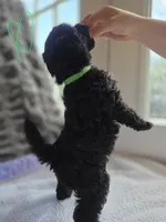 League F1b, a male Pomapoo and Poodle - Toy  for sale in Cedar Park, TX – 4 of 4